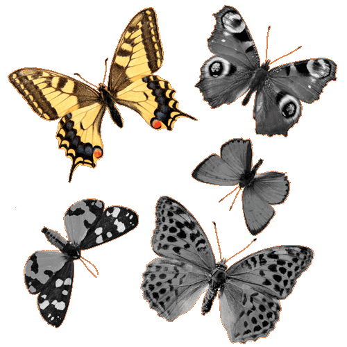 butterflies