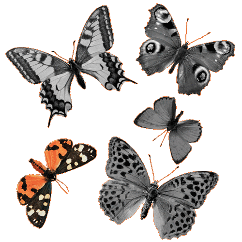 butterflies