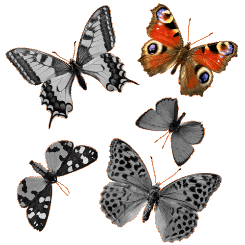 butterflies
