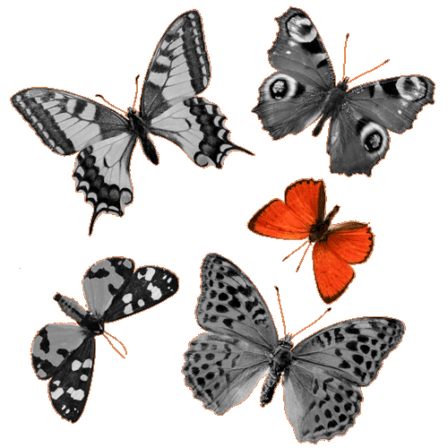 butterflies