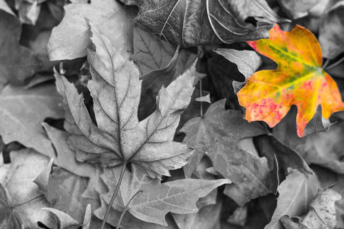 leaves