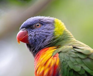 bird