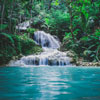 rain forest