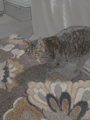 cat