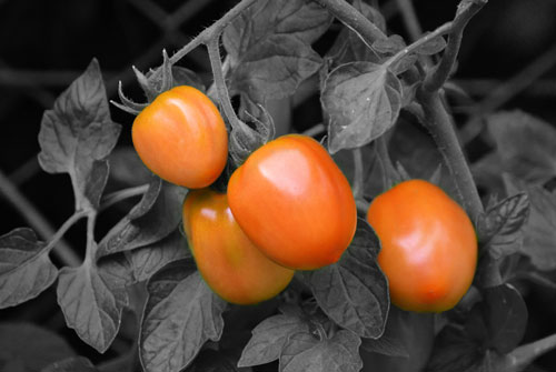 tomatoes