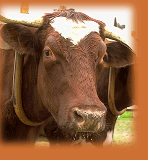 Moo Cow