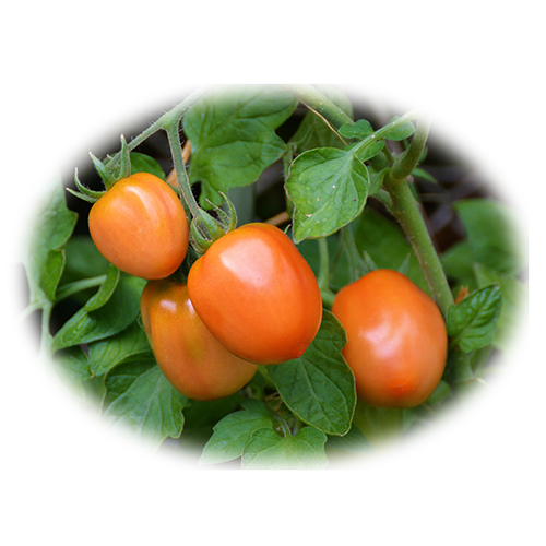 Tomatoes