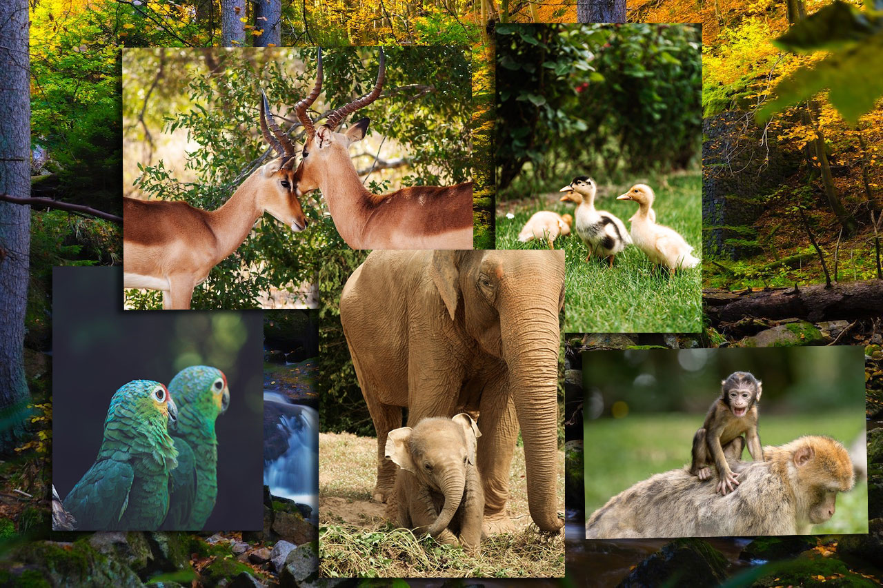My image collage