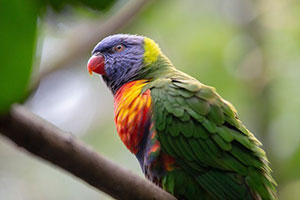 bird