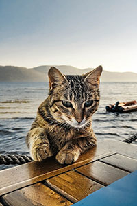 cat