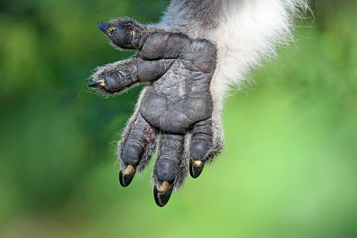 Koala Hand