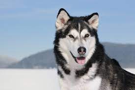 Alaskan Dog