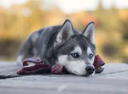 Alaskan Dog