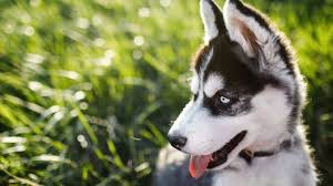 Husky-Alaskan