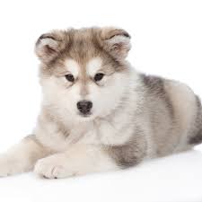 Husky-Alaskan