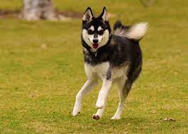 Alaskan Klee