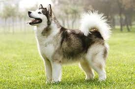 Malamute Alaskan